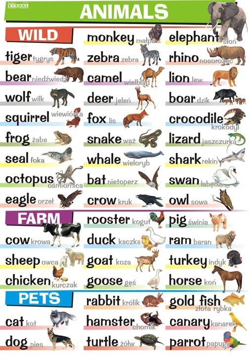Język angielski - Animals (plansza 100x70 cm)