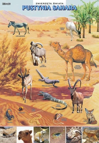 Pustynia Sahara-zwierzęta w środowisku