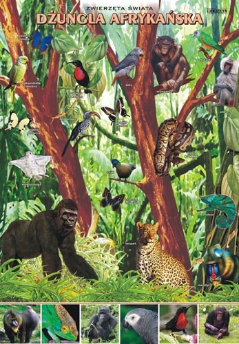 Dzungla afrykańska -zwierzeta w środowisku