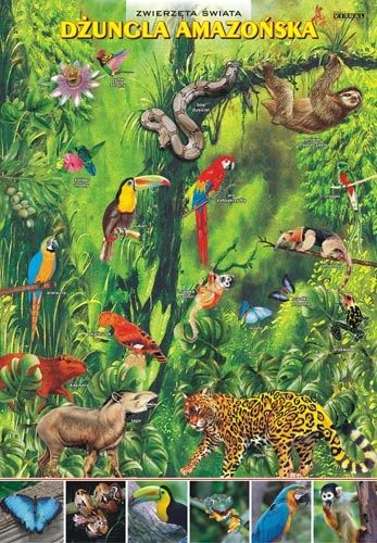 Dżungla amazońska-zwierzęta w środowisku