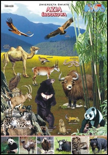 Azja Środkowa zwierzęta w środowisku