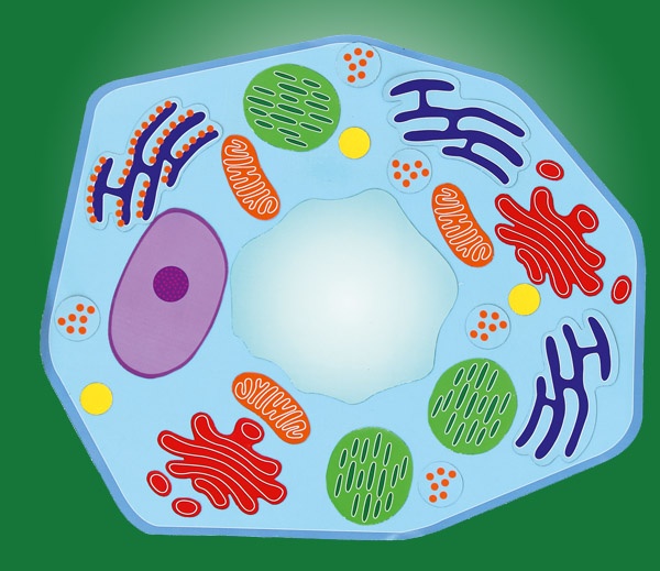 Komórka roślinna - model magnetyczny