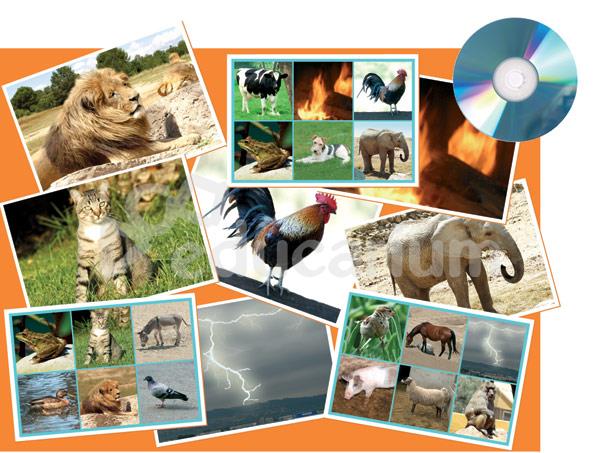 Fotografie i dźwięki - zwierzęta i przyroda