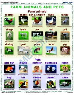 język angielski-Farm animals and pets