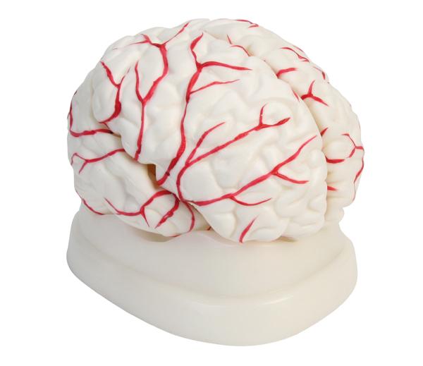 Model mózgu człowieka 8-częściowy z tętnicami