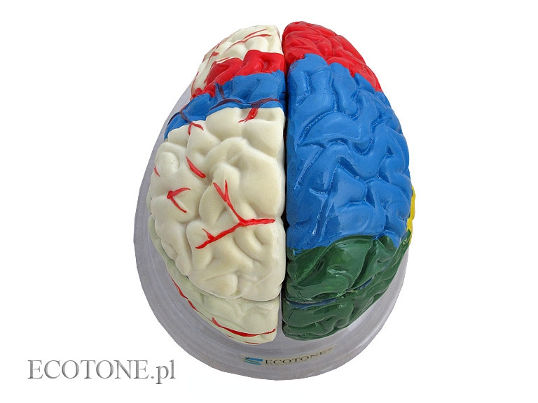Mózg model kolorowy - 8 częściowy