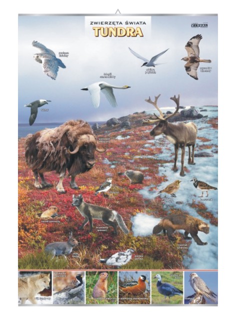 Tundra- zwierzęta w środowisku plansza 100x70
