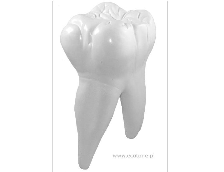 Zęby trzonowe-model mac 07-1