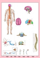 Układ nerwowy człowieka - 2